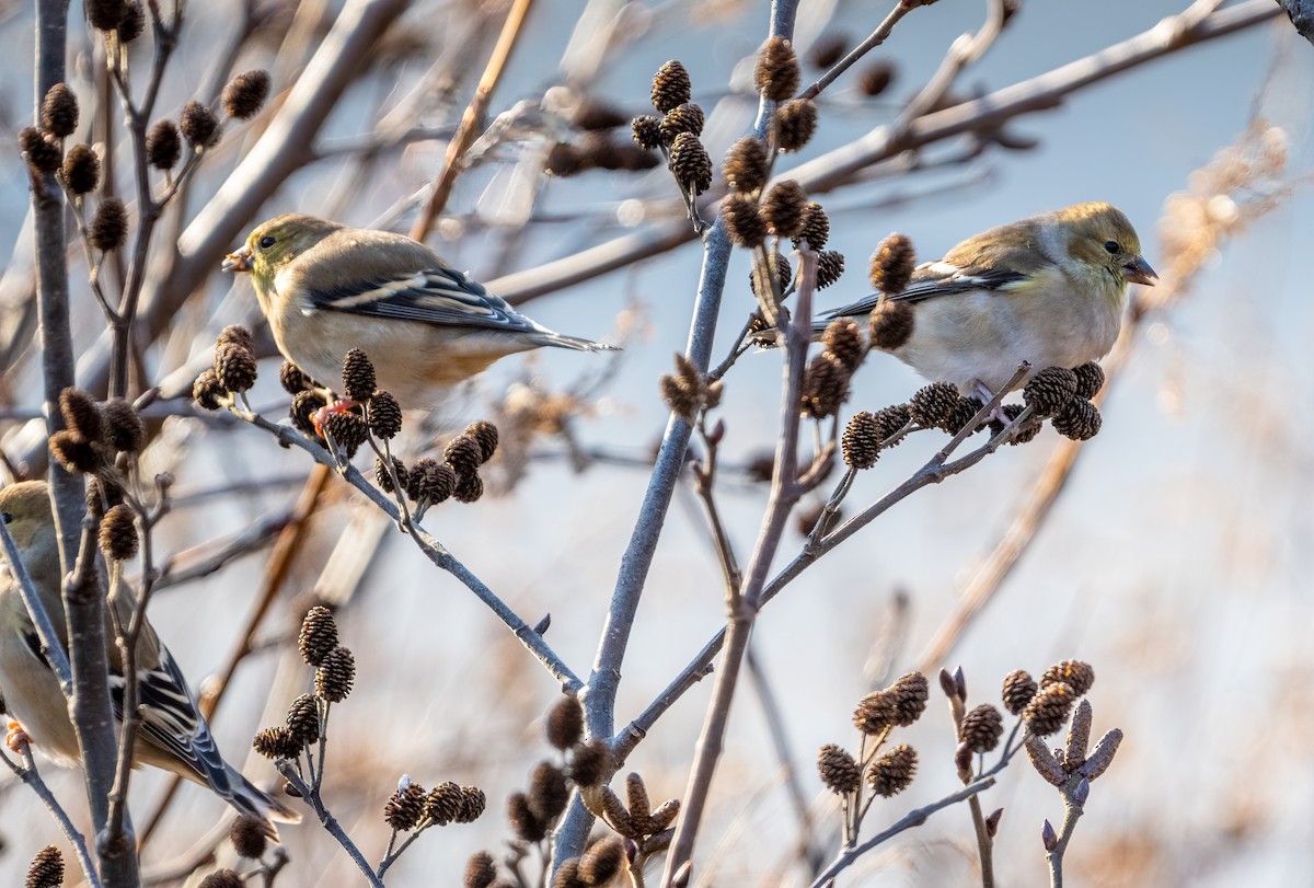 American Goldfinch - Jim Carroll