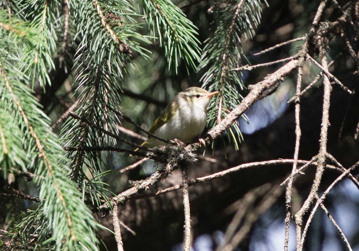 Western Crowned Warbler - ML611762102