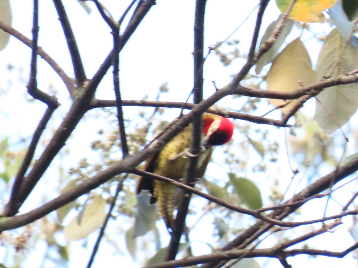 Spot-breasted Woodpecker - Jerson Marin (@rojo_pajarero)