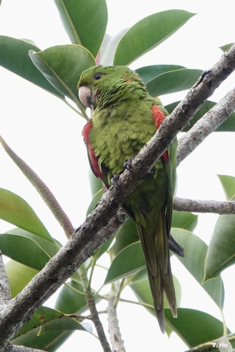 White-eyed Parakeet - ML611762167