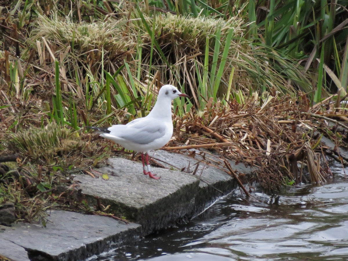 hettemåke - ML611762187