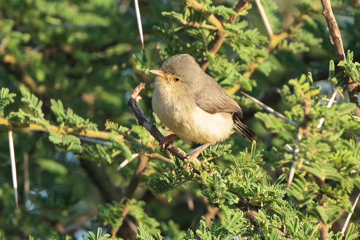 Buff-bellied Warbler - Don Danko