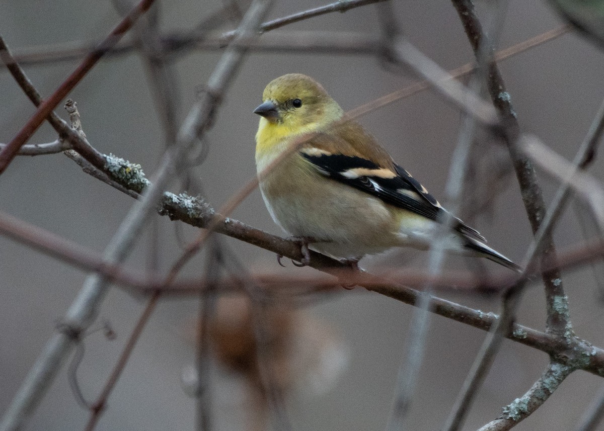 American Goldfinch - ML611762225