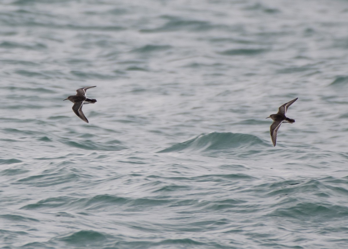 Purple Sandpiper - Jake Nafziger