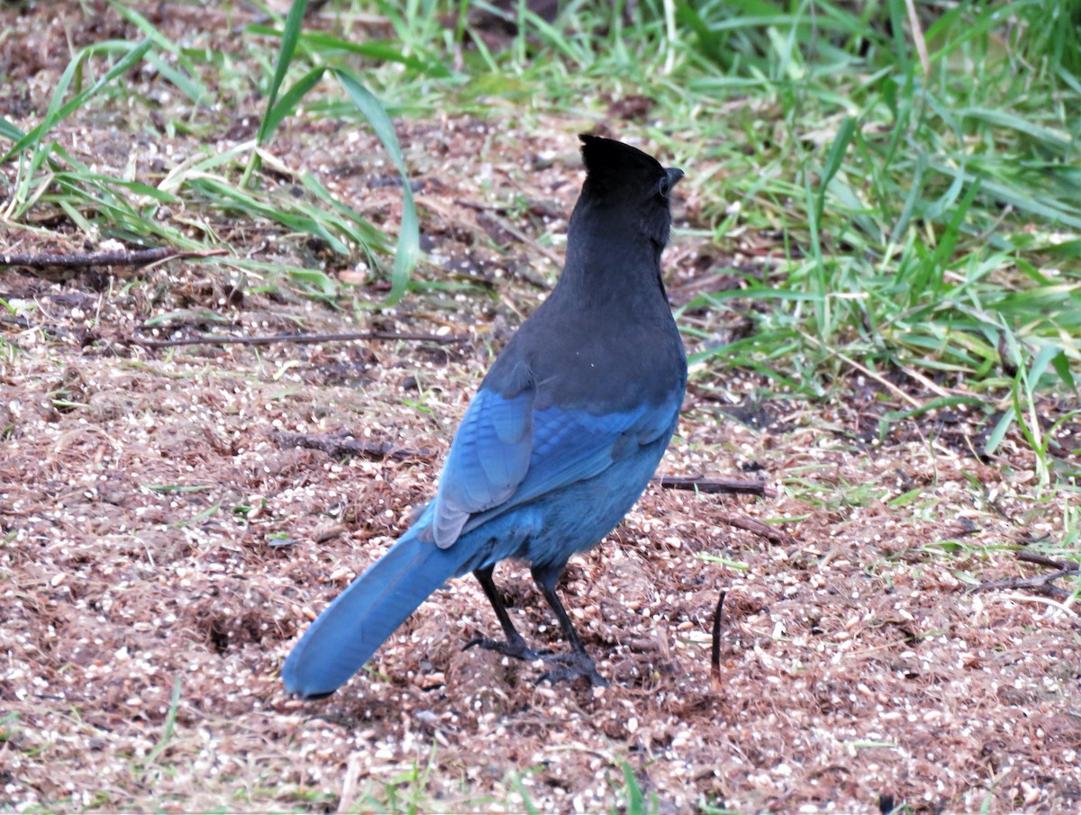 Steller's Jay - ML611762284