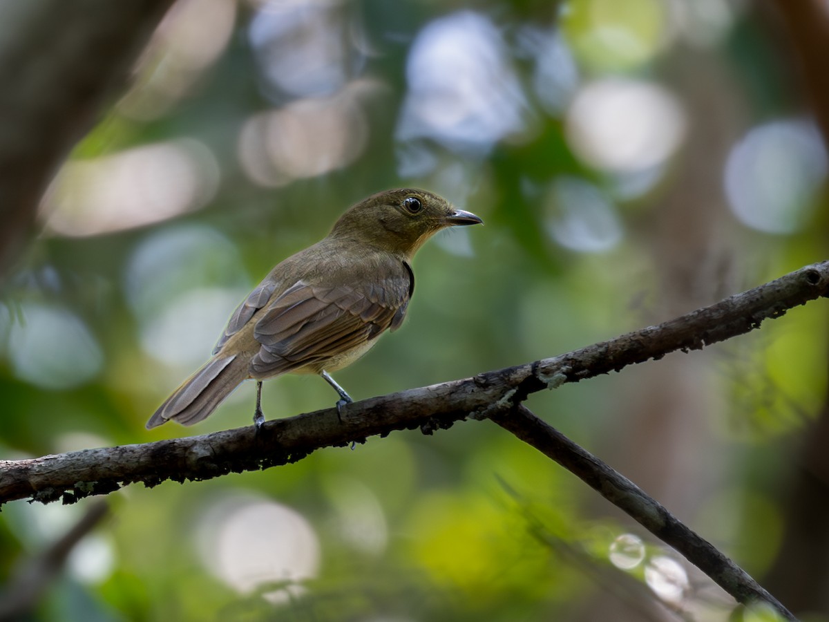 Olivaceous Schiffornis - Héctor Bottai