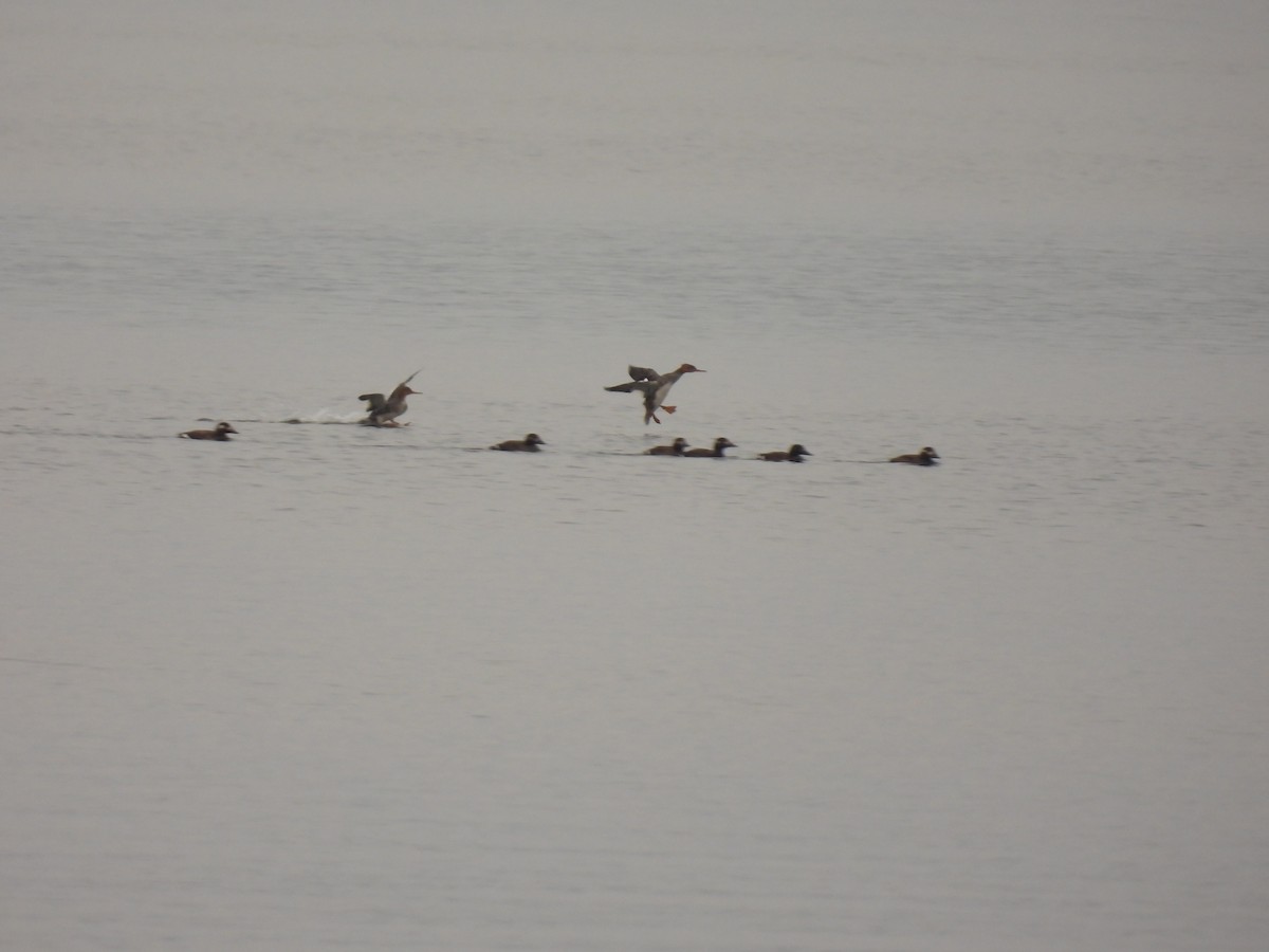 Red-breasted Merganser - ML611762429