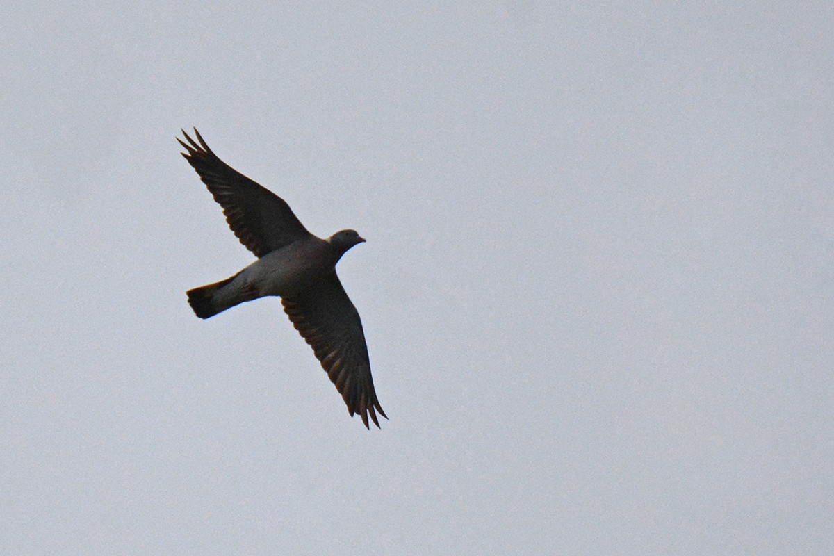 Common Wood-Pigeon - ML611762444