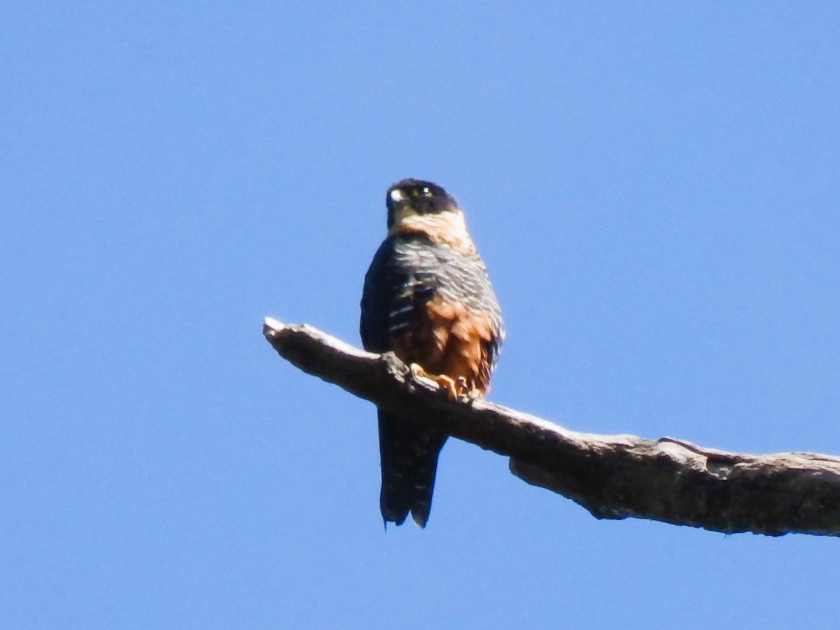 Bat Falcon - Edouard Paiva