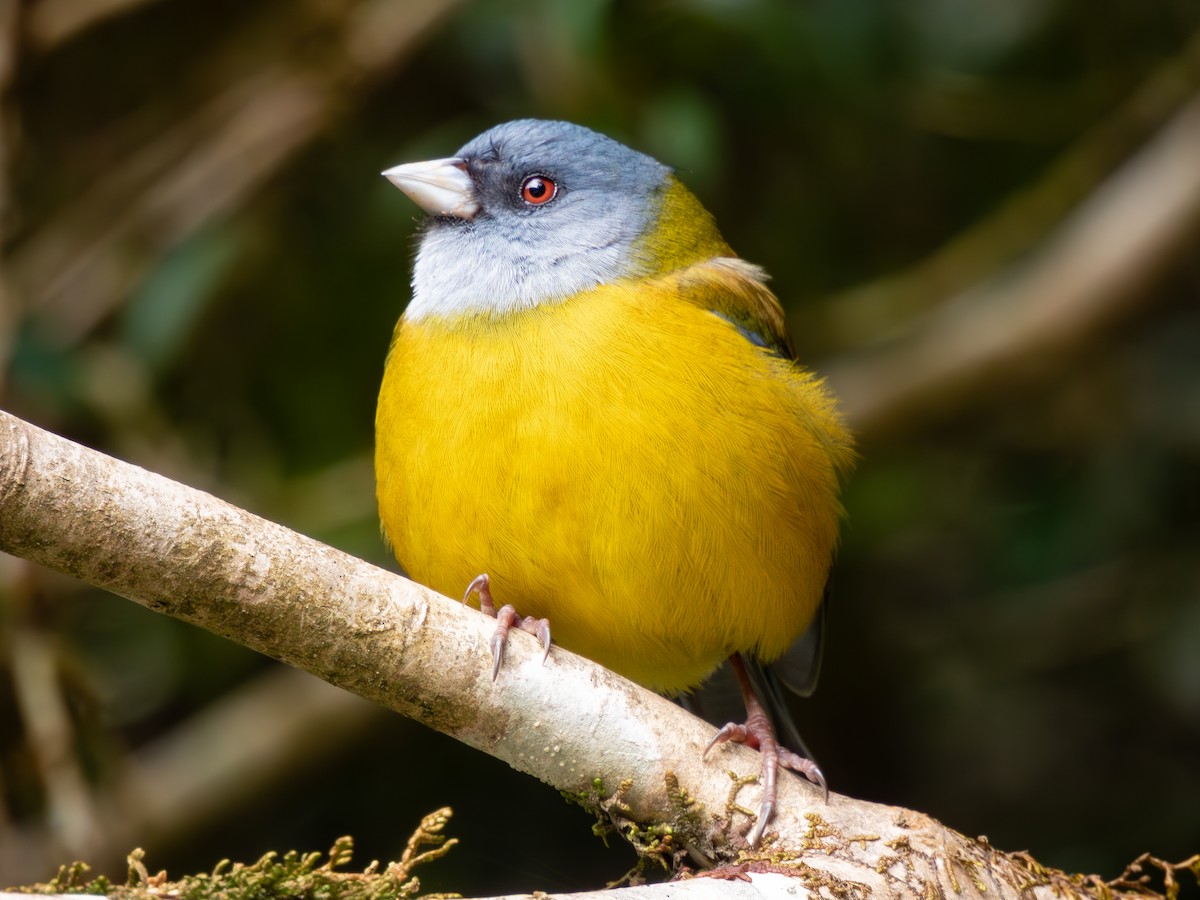 Patagonian Sierra Finch - ML611762641