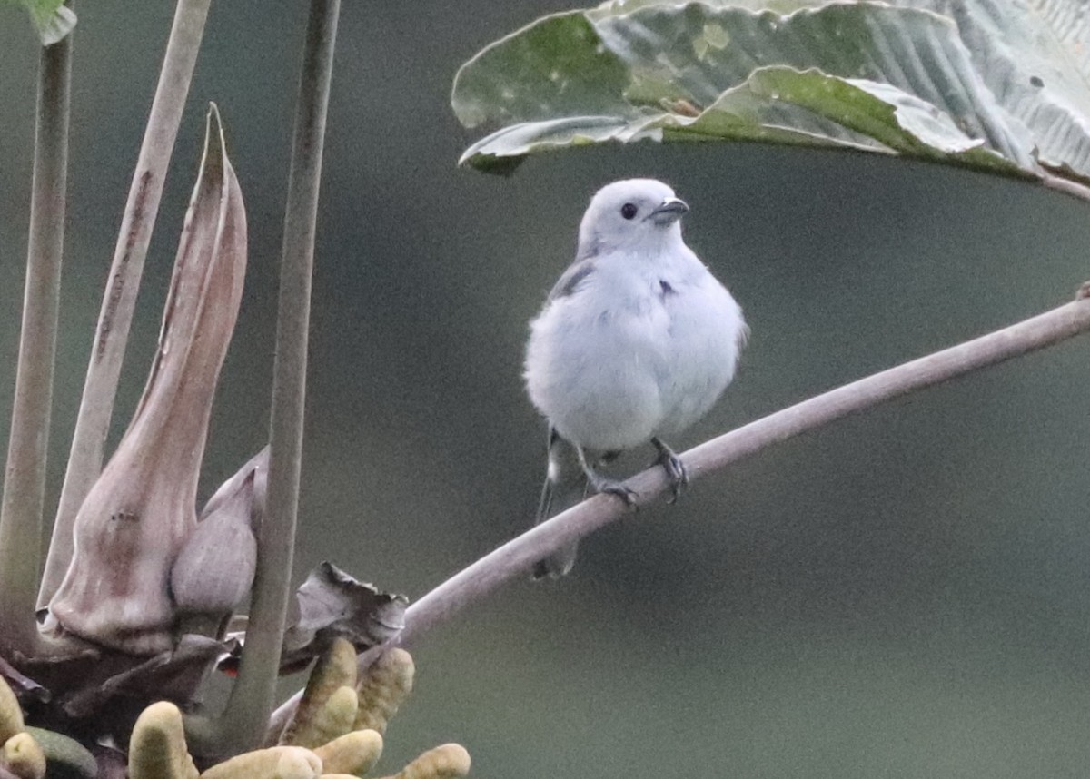 Blue-gray Tanager - Caroline and Joe Evans