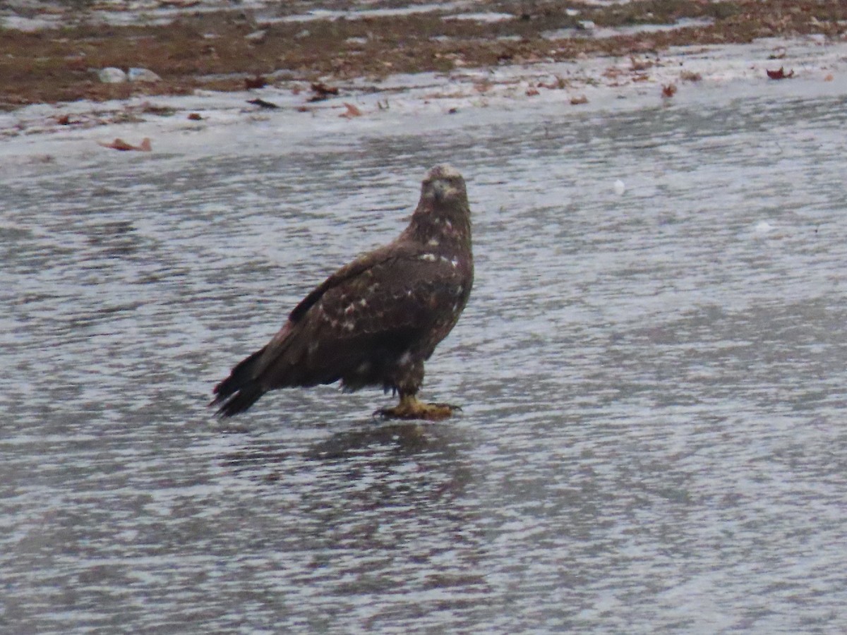 Bald Eagle - Alan Boyd