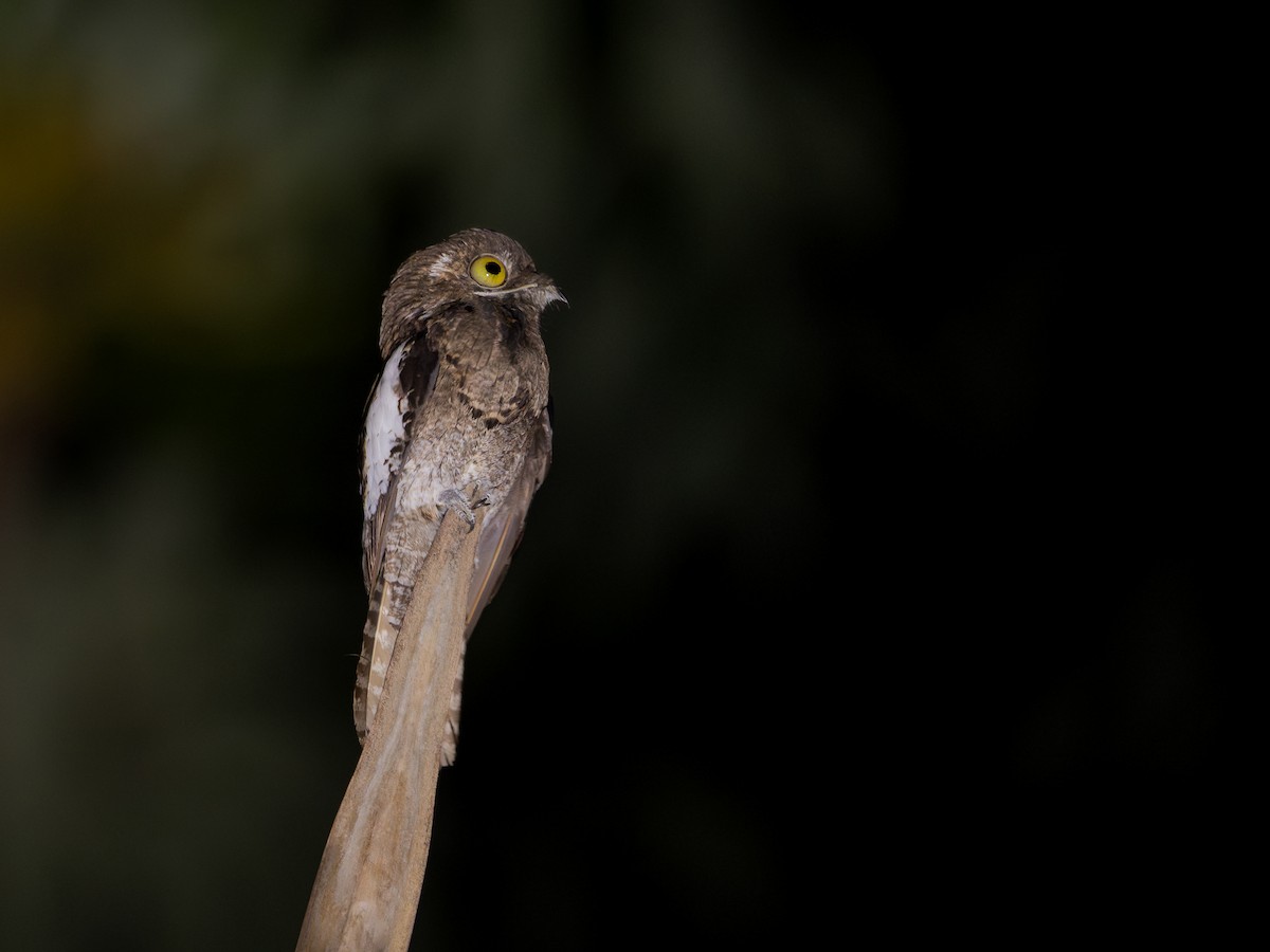 White-winged Potoo - ML611762673