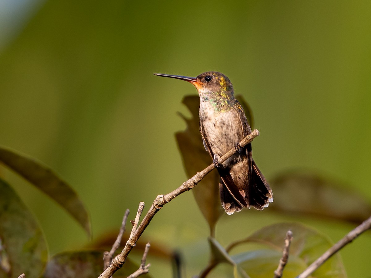 Rufous-throated Sapphire - ML611762682