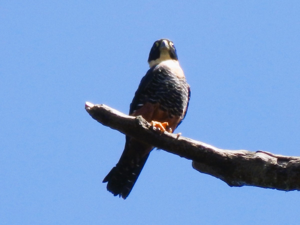 Bat Falcon - Edouard Paiva