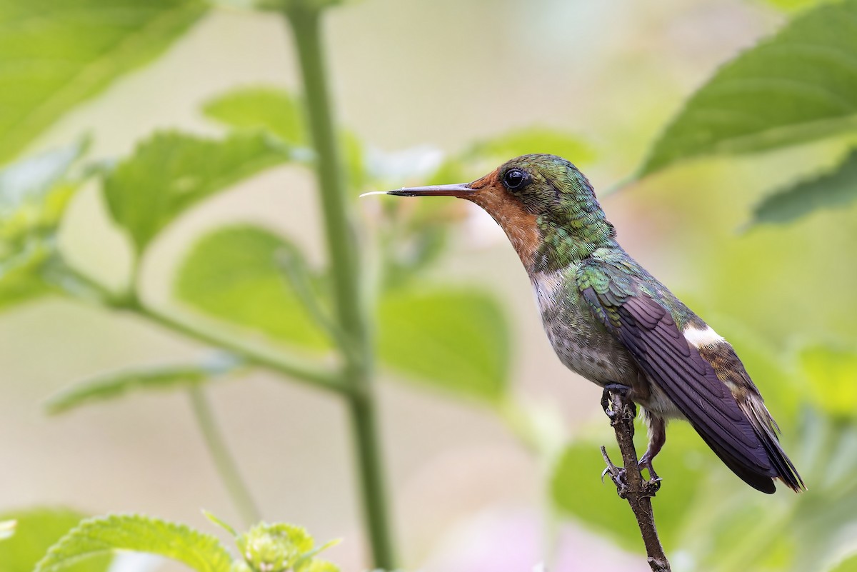 Frilled Coquette - ML611762856