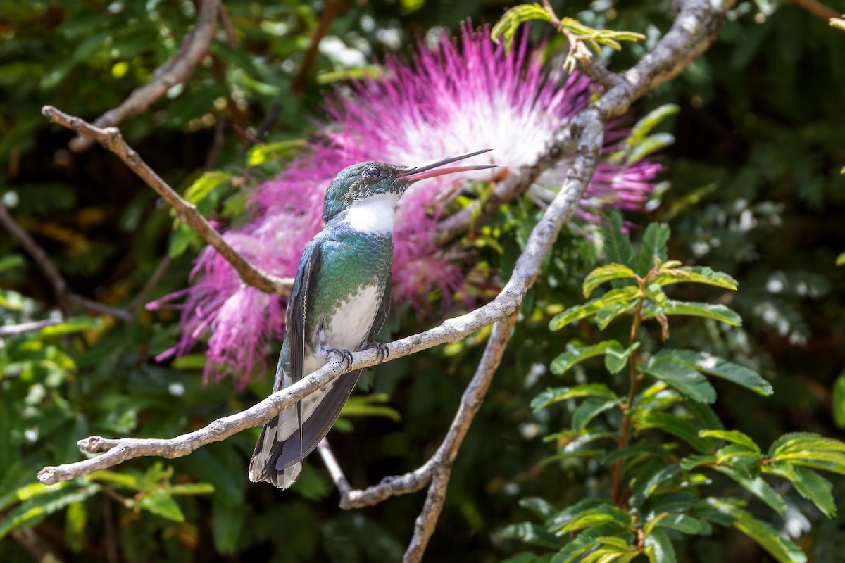 White-throated Hummingbird - Bradley Hacker 🦜