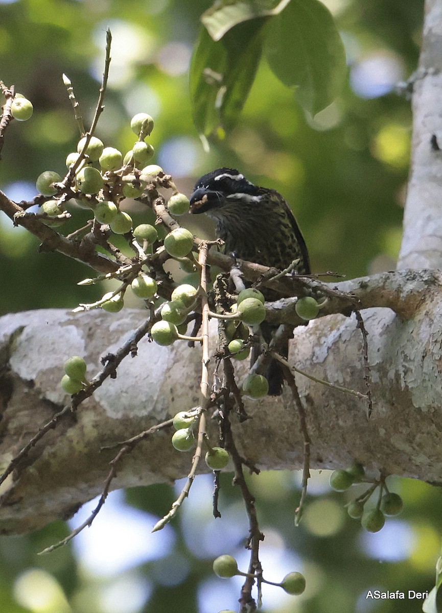 Hairy-breasted Barbet (Streaky-throated) - ML611762885