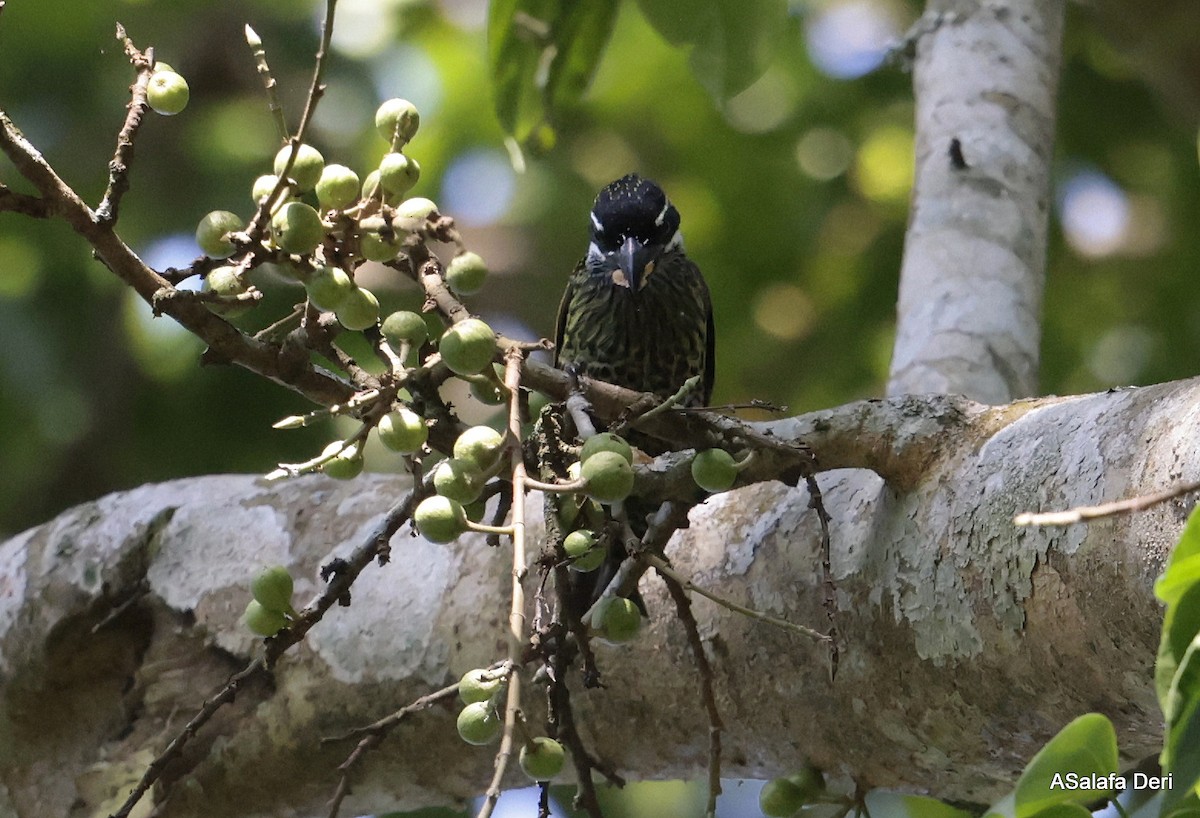 Hairy-breasted Barbet (Streaky-throated) - Fanis Theofanopoulos (ASalafa Deri)