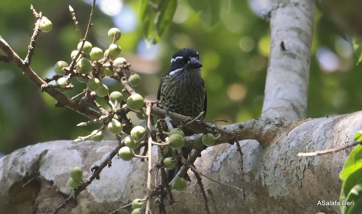 Hairy-breasted Barbet (Streaky-throated) - Fanis Theofanopoulos (ASalafa Deri)