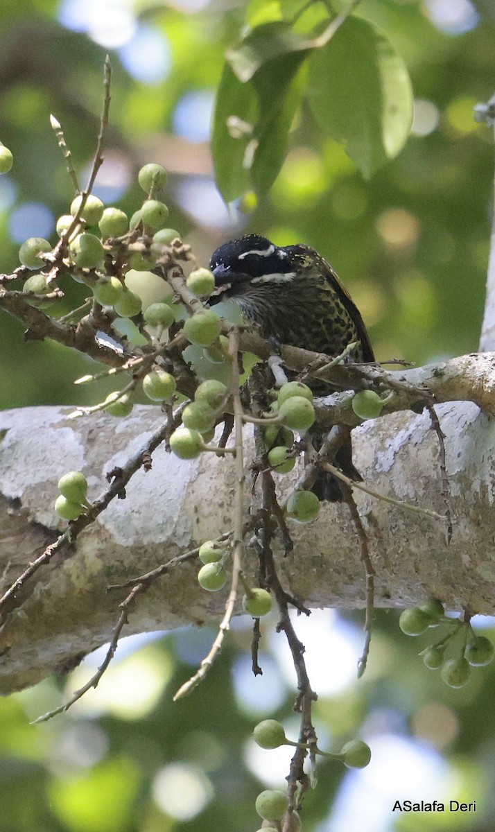 Hairy-breasted Barbet (Streaky-throated) - ML611762890