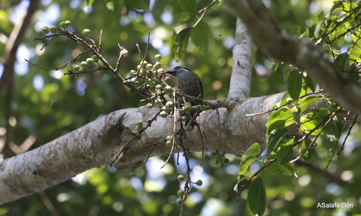 Hairy-breasted Barbet (Streaky-throated) - ML611762892