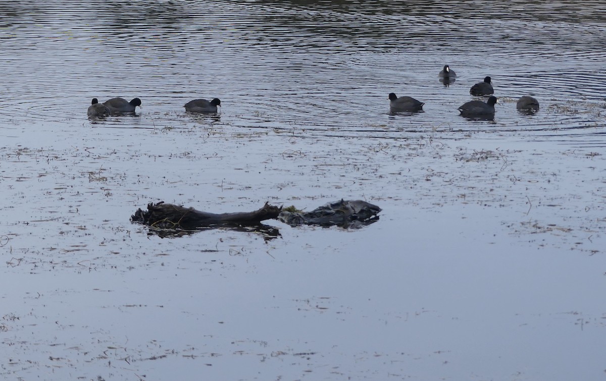 American Coot - Gus van Vliet