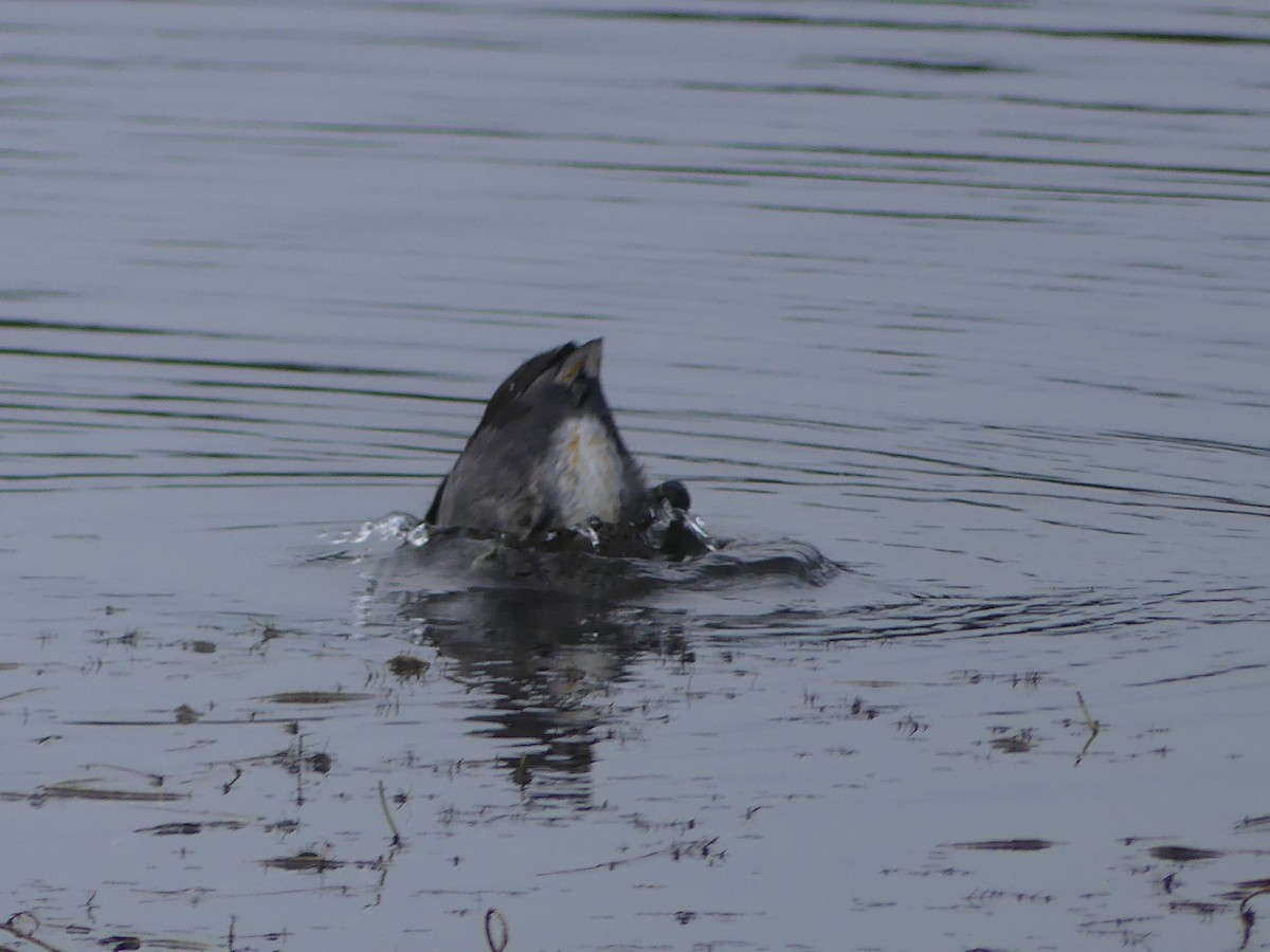 American Coot - Gus van Vliet