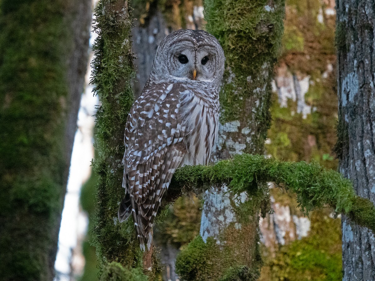 Barred Owl - ML611762939