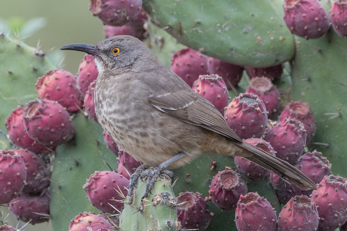 Curve-billed Thrasher - ML611763064