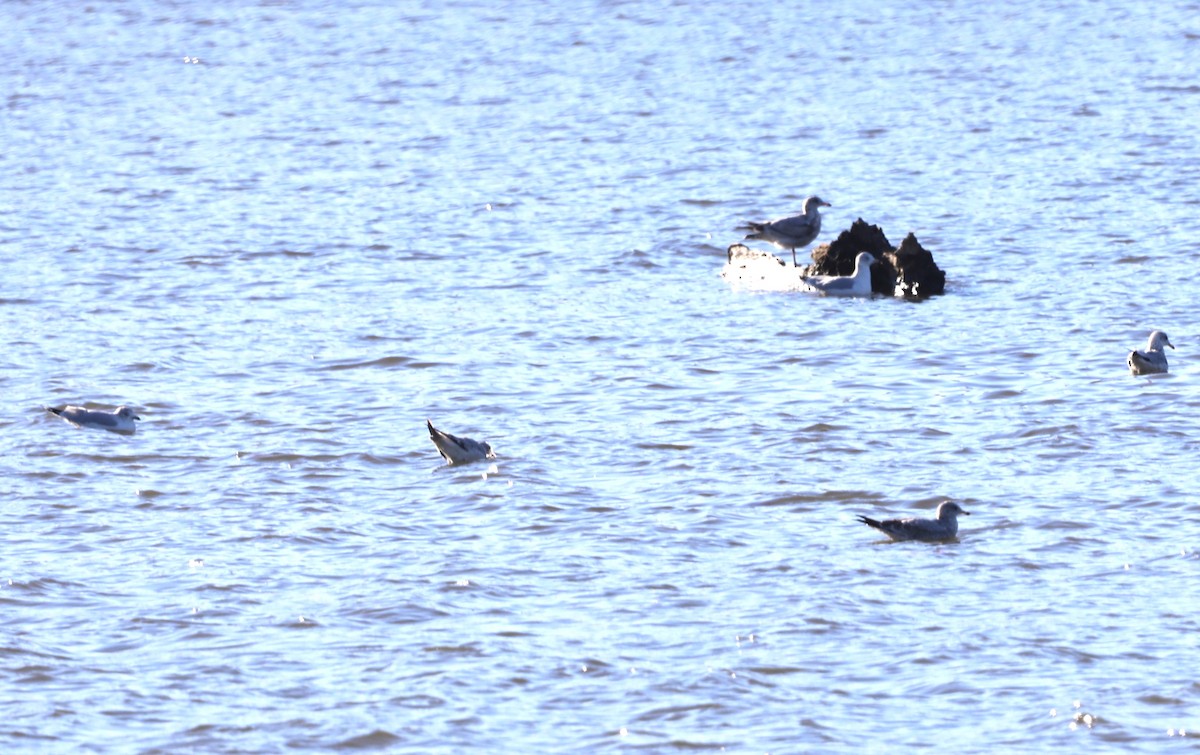 Ring-billed Gull - ML611763163