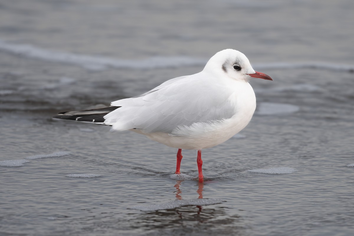 Black-headed Gull - Tim Metcalf