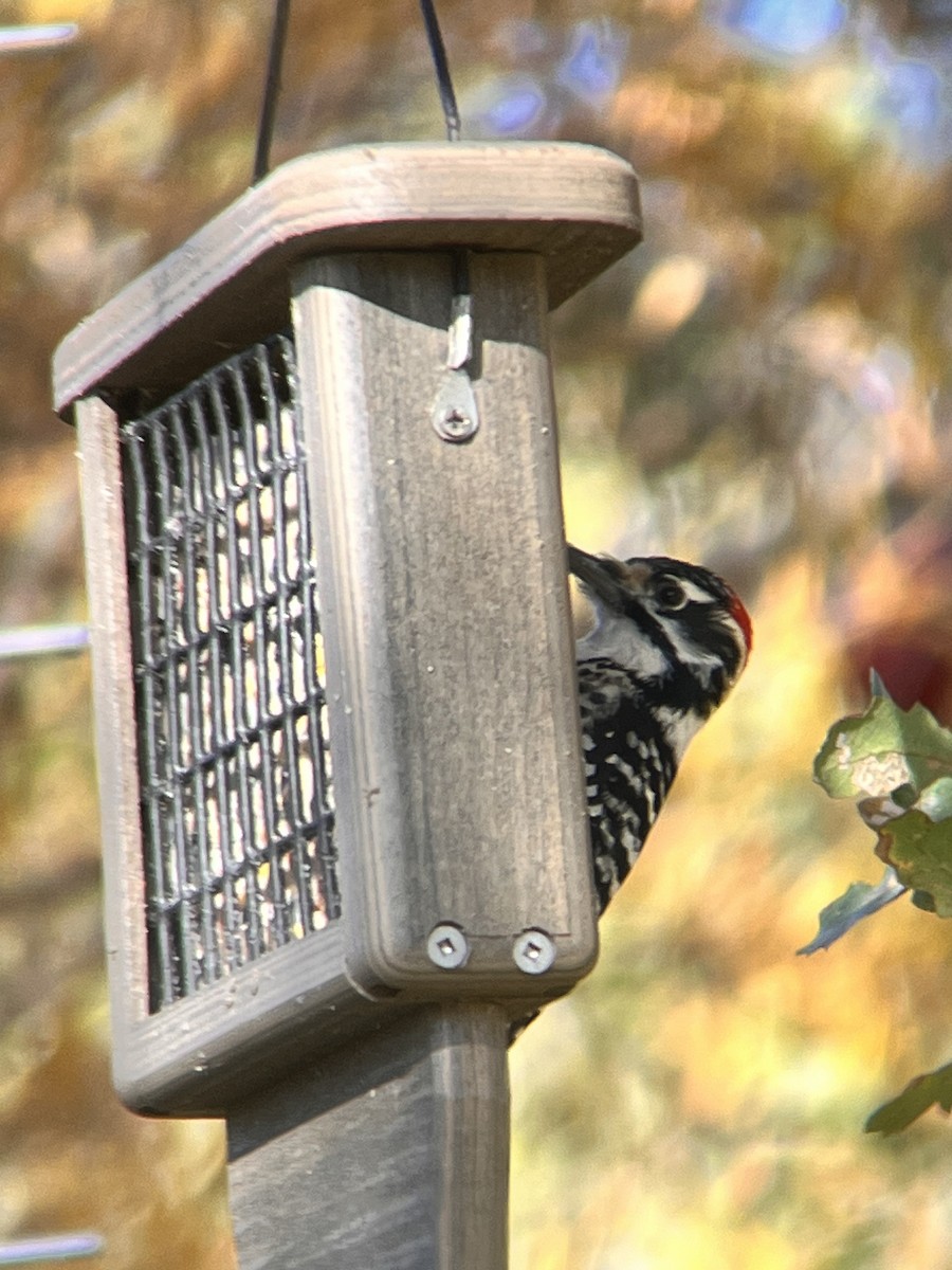 Nuttall's Woodpecker - ML611763211