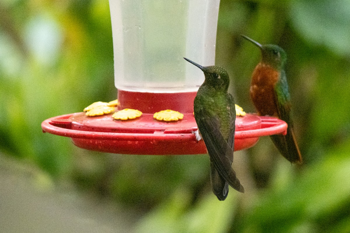 Buff-tailed Coronet - ML611763213