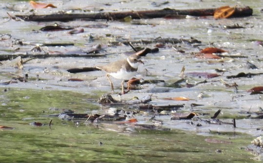 Semipalmated Plover - ML611763215