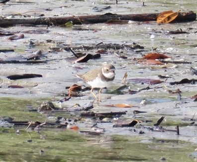 Semipalmated Plover - ML611763216