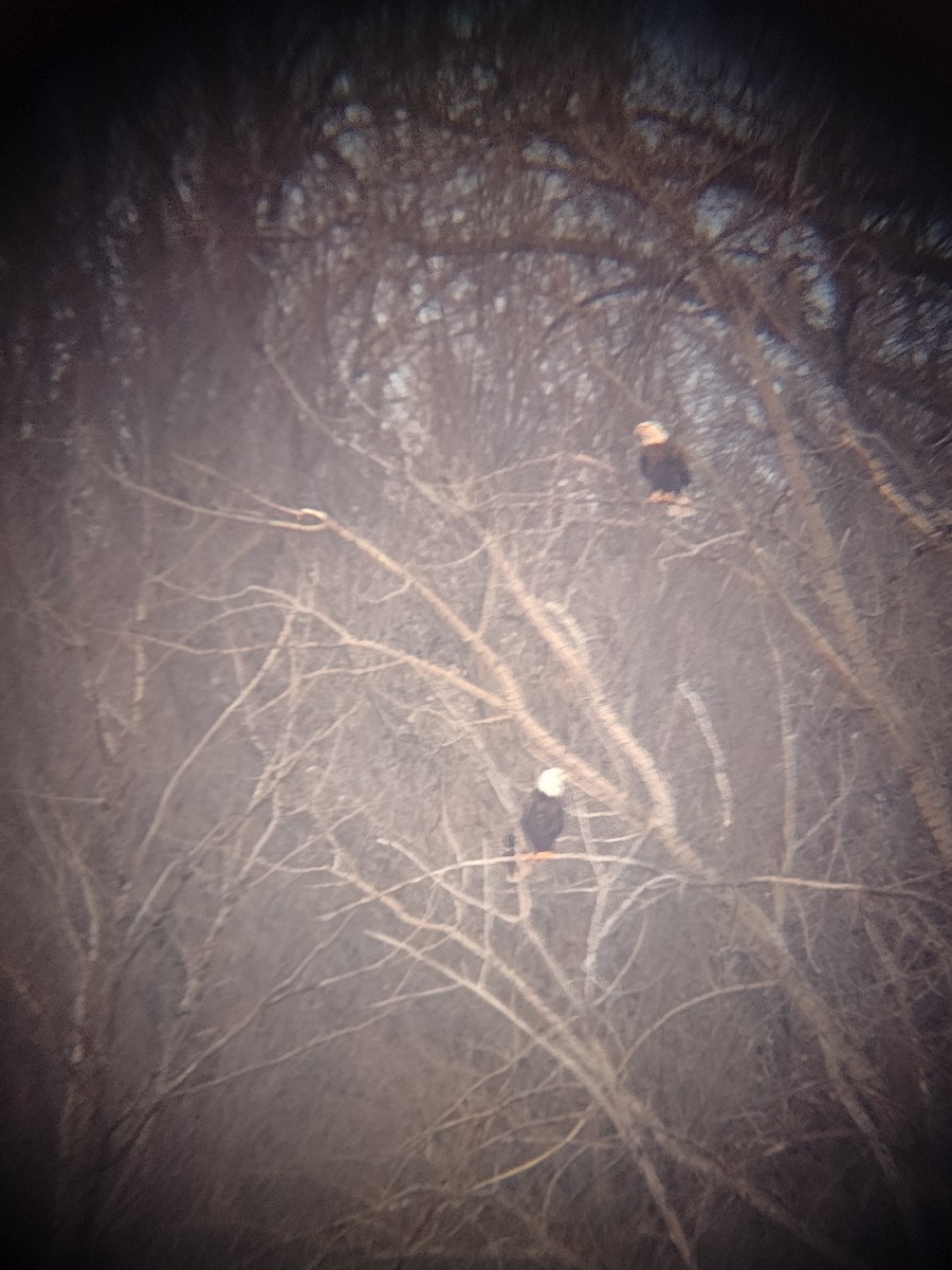 Bald Eagle - Patrick Laniel