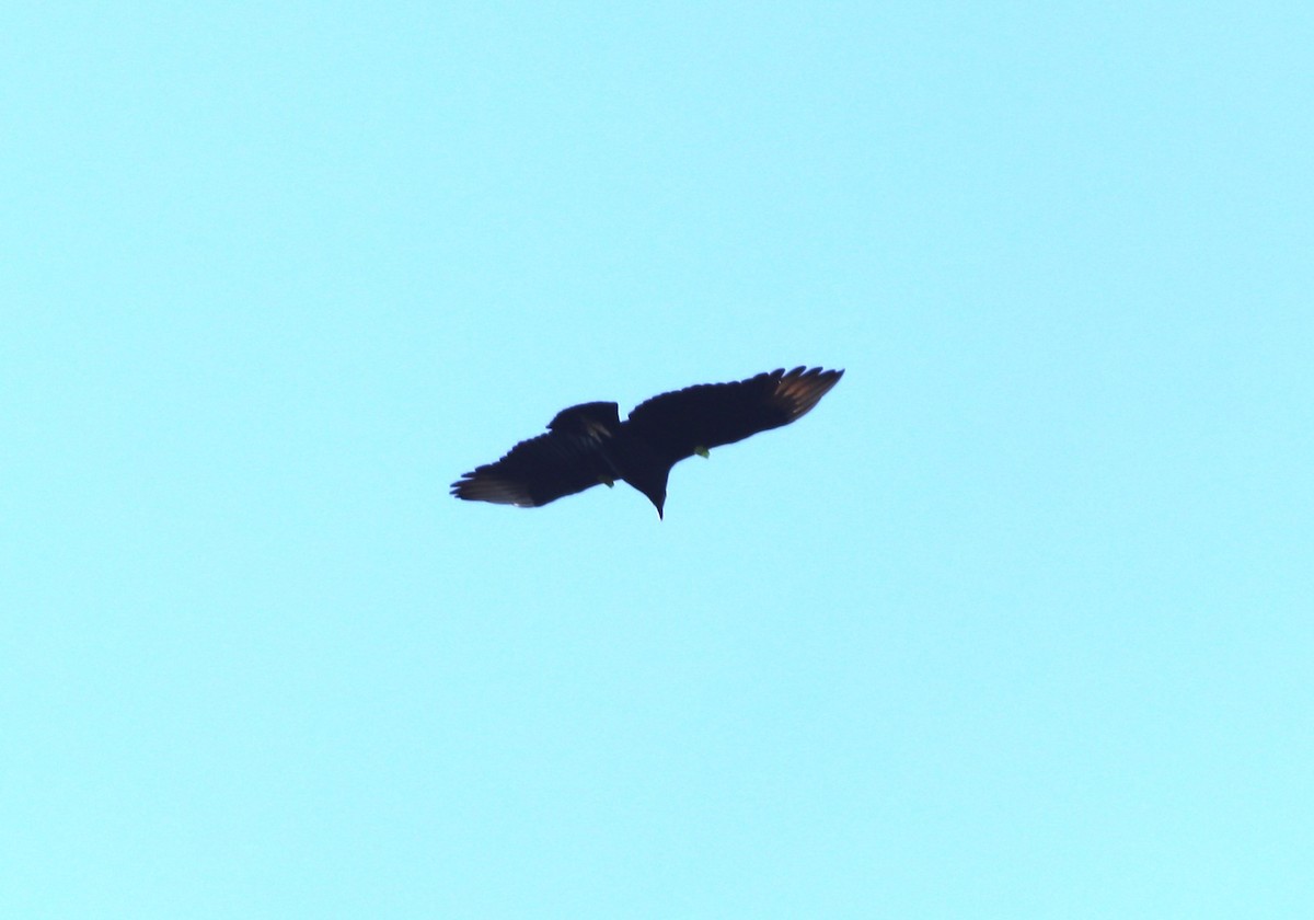 Black Vulture - ML611763630