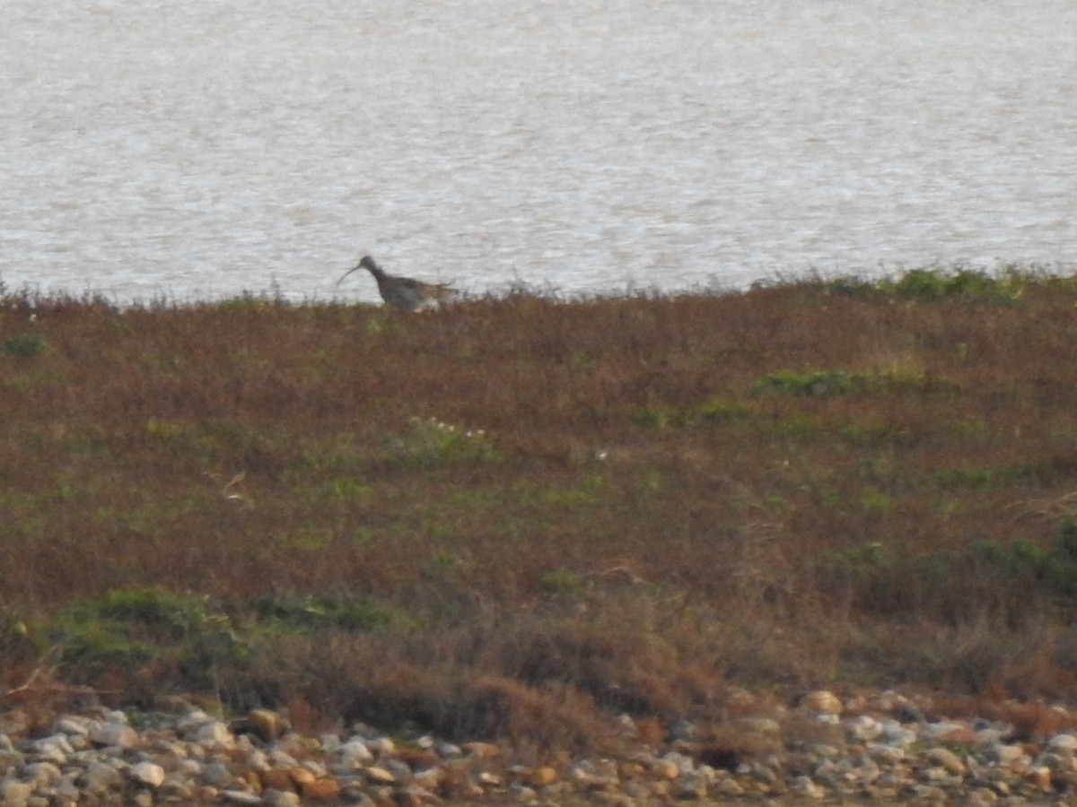 Eurasian Curlew - ML611763659