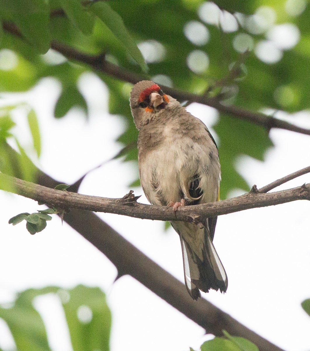 European Goldfinch (Eastern) - Simon Colenutt