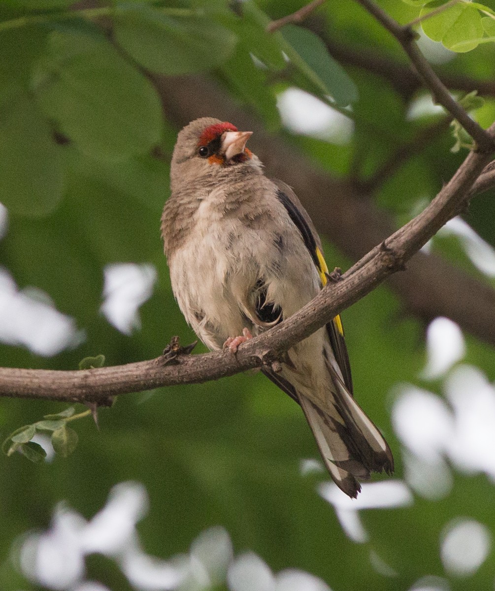 European Goldfinch (Eastern) - Simon Colenutt