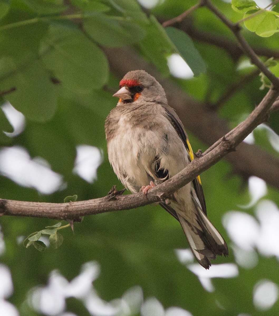 European Goldfinch (Eastern) - ML611763800