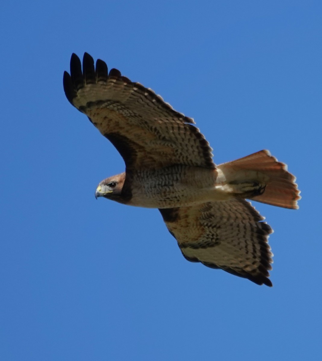 Red-tailed Hawk - John Deacon