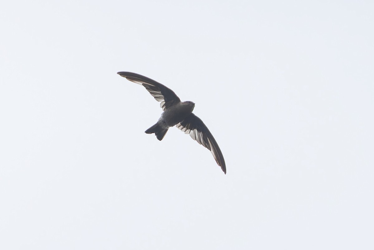 Madagascar Spinetail - ML611763973