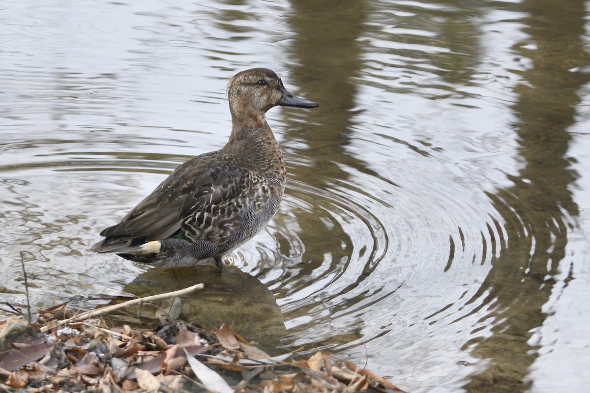 Green-winged Teal - Pat McGrane