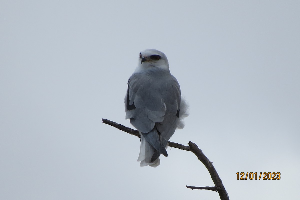 White-tailed Kite - ML611764091