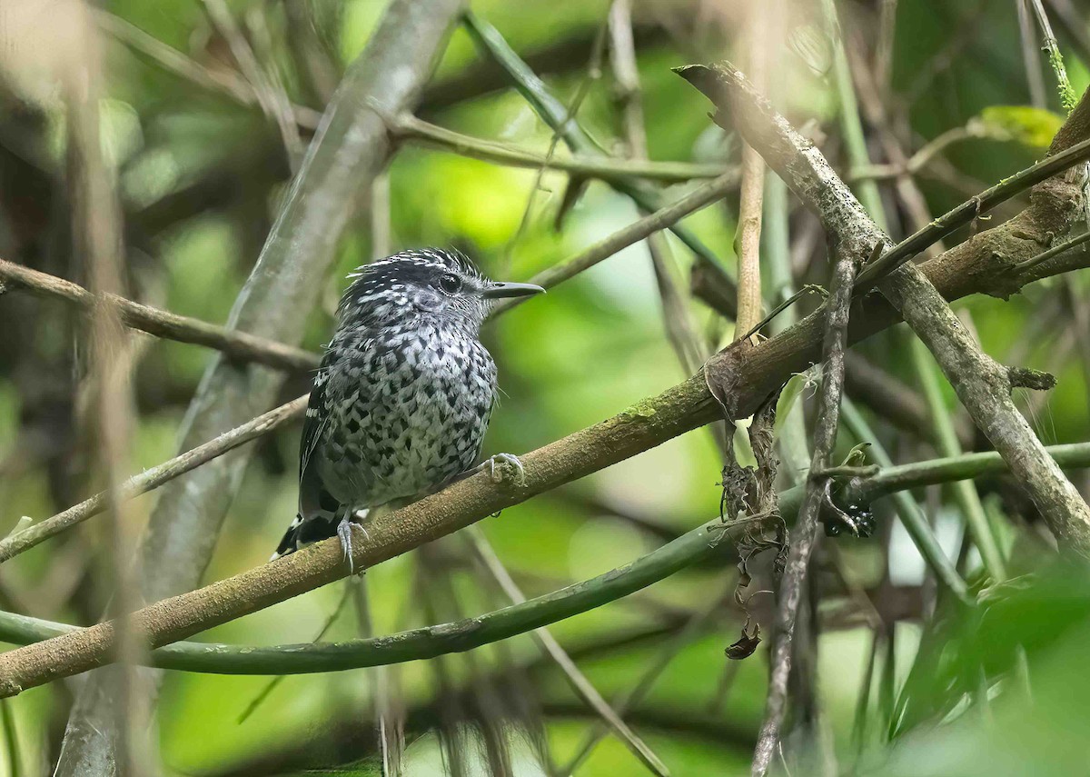 Scaled Antbird - Luis R Figueroa