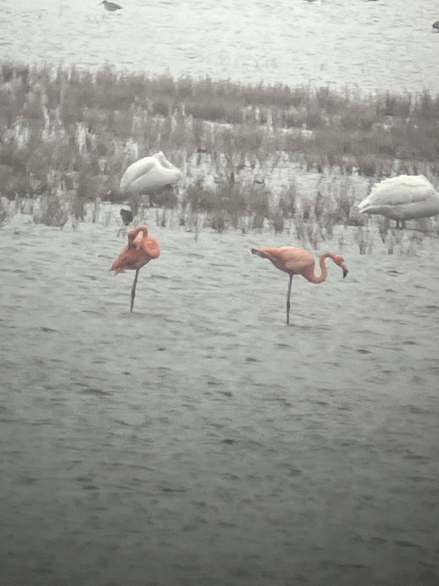 American Flamingo - ML611764253