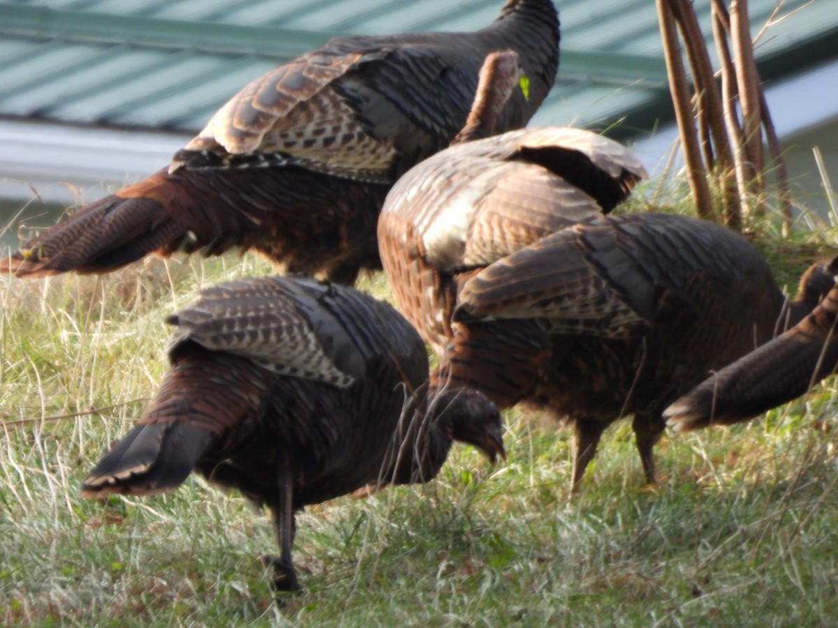 Wild Turkey - ML611764283