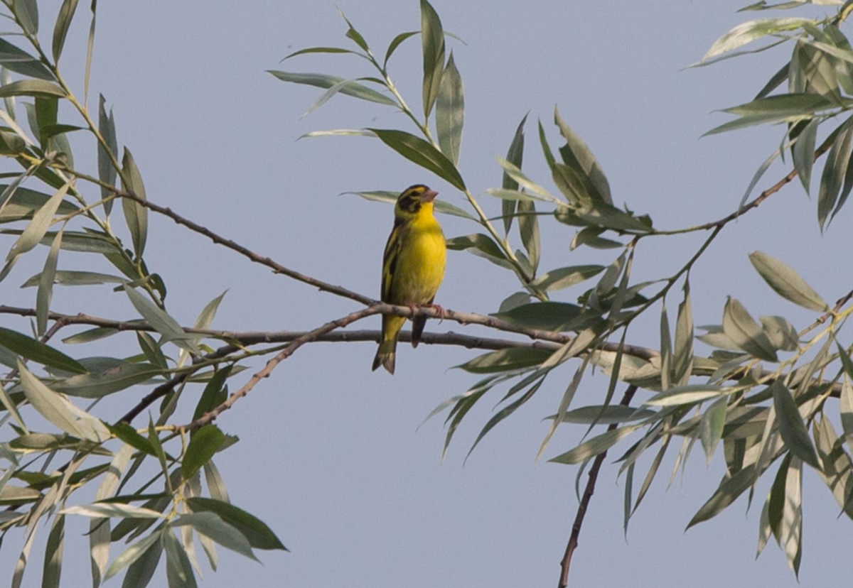 Yellow-breasted Greenfinch - Simon Colenutt